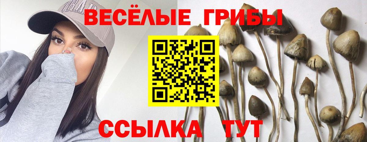 Псилоцибиновые грибы прущие грибы  Вход с VPN  Ессентуки 